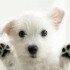 Facebook-Cover-puppy-cute-dog